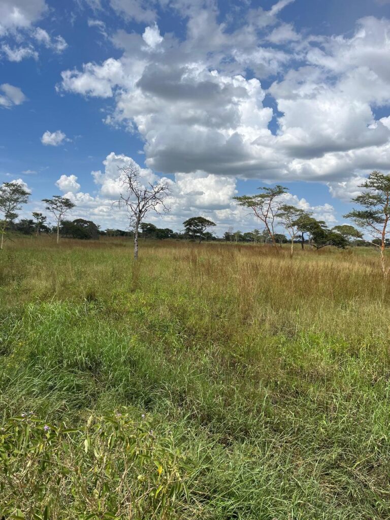 Land Pic.JPEG 768x1024